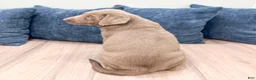 Labrador Retriever dogs for sale: Rover - Ad 5