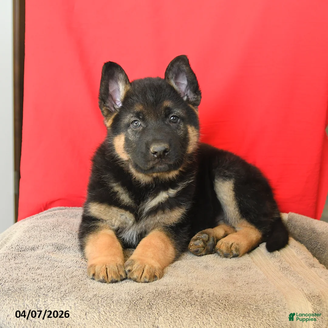 German Shepherd dogs for sale: Max - Ad 2