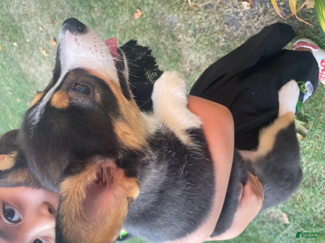 Gallery Image {{count}}