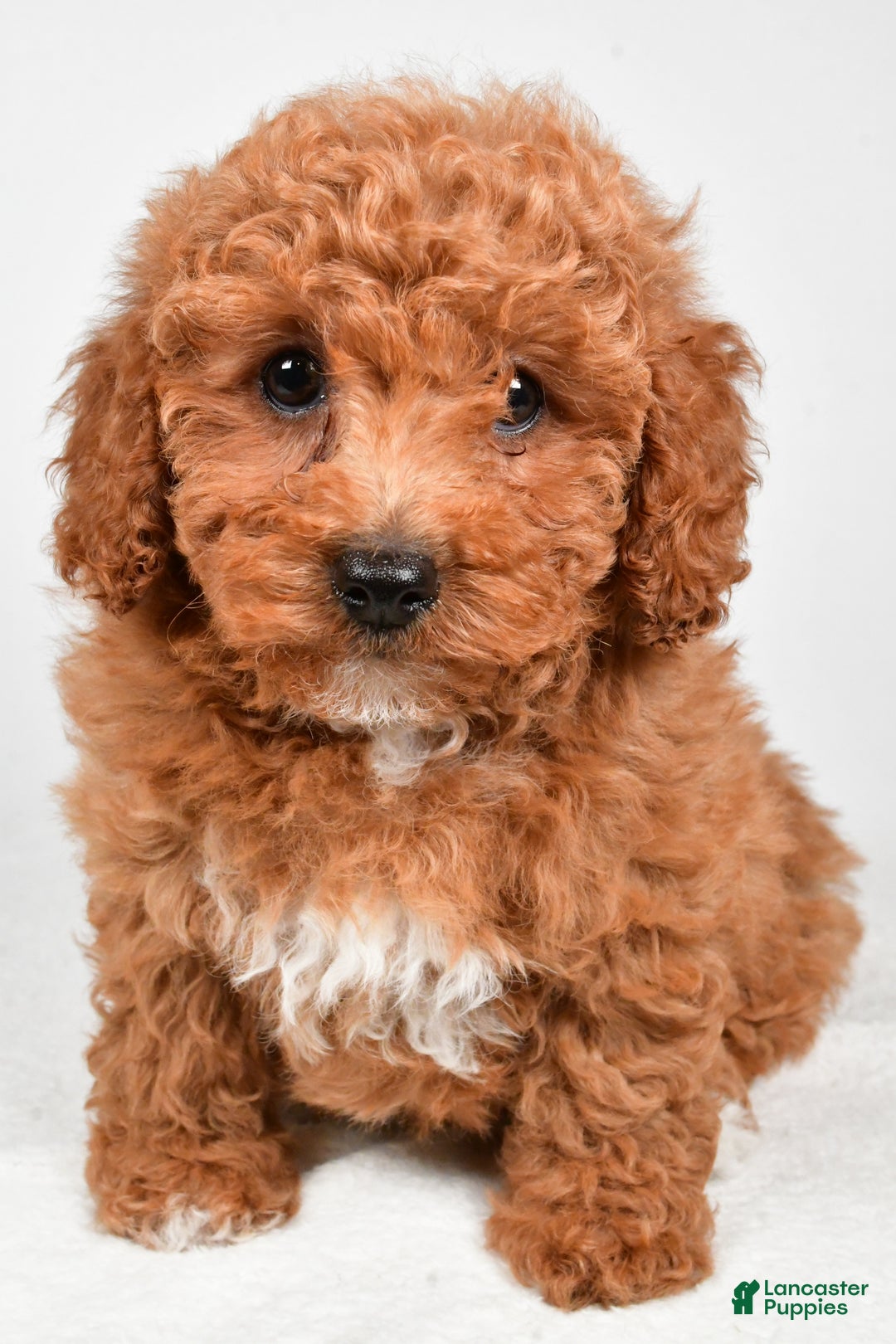 Bichpoo dogs for sale: Bella - Ad 7