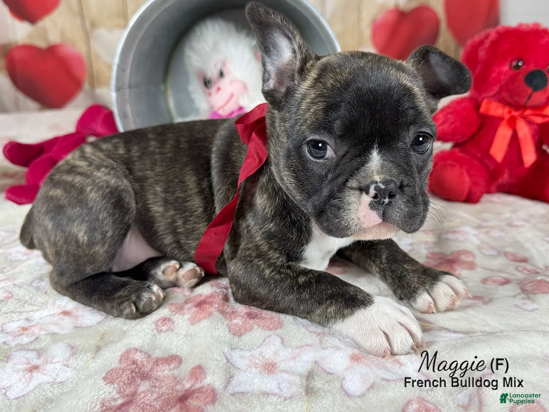 Mixed Breed dogs for sale: Maggie - Ad 3