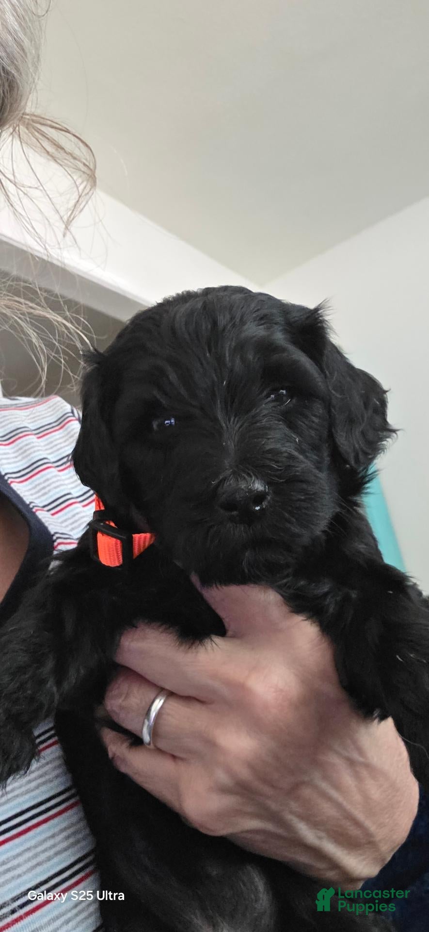 Mini Goldendoodle dogs Mini Goldendoodle 7 - Ad 1