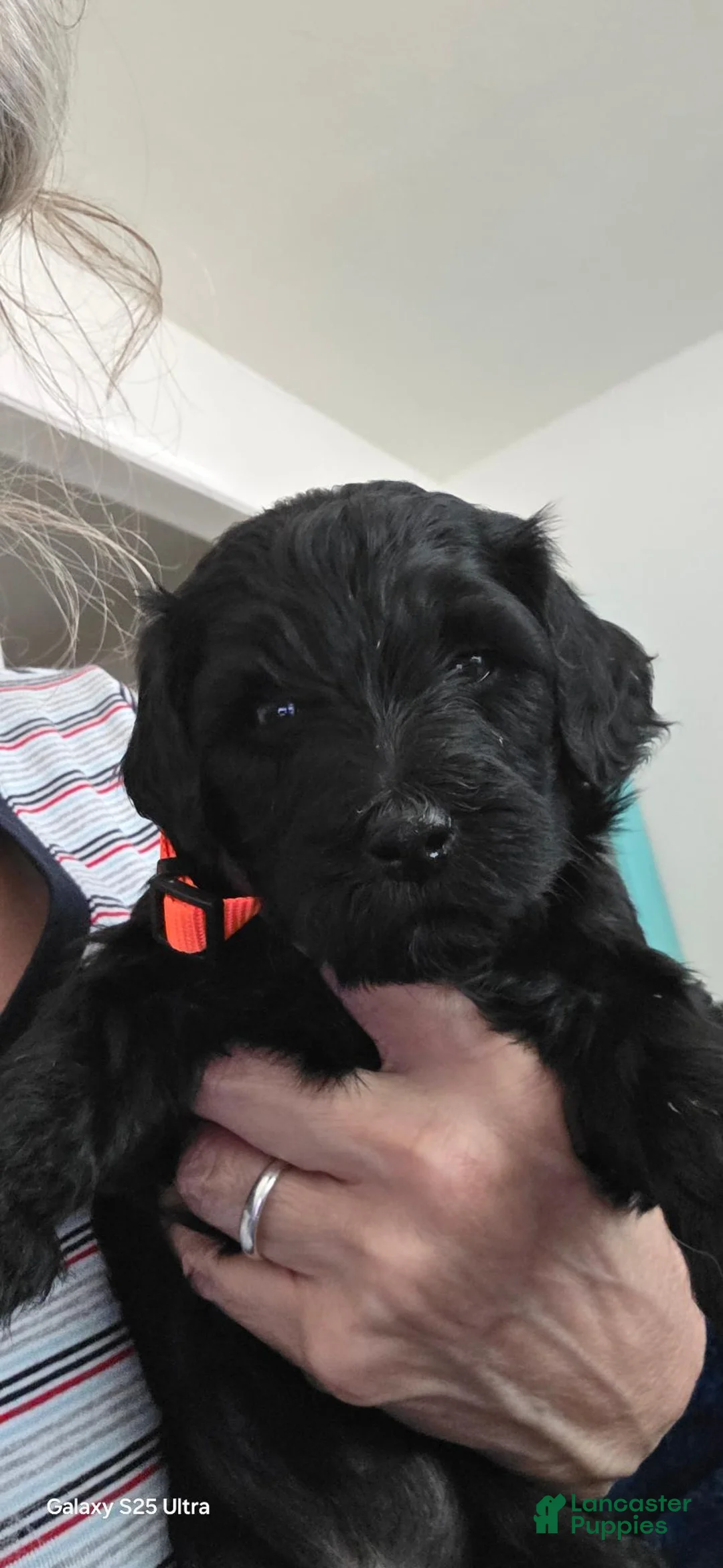 Mini Goldendoodle dogs for sale: Mini Goldendoodle 7 - Ad 1