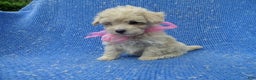 Toy Poodle dogs for sale: Winny - Ad 1