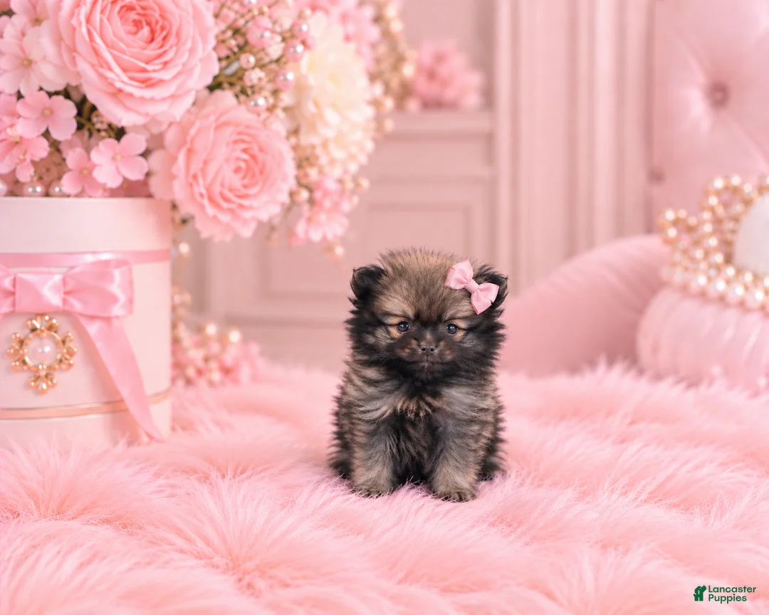 Pomeranian dogs for sale: Teacup Pomeranian  - Ad 2