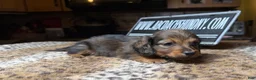 Miniature Dachshund dogs for sale: Lh Shaded red - Ad 5