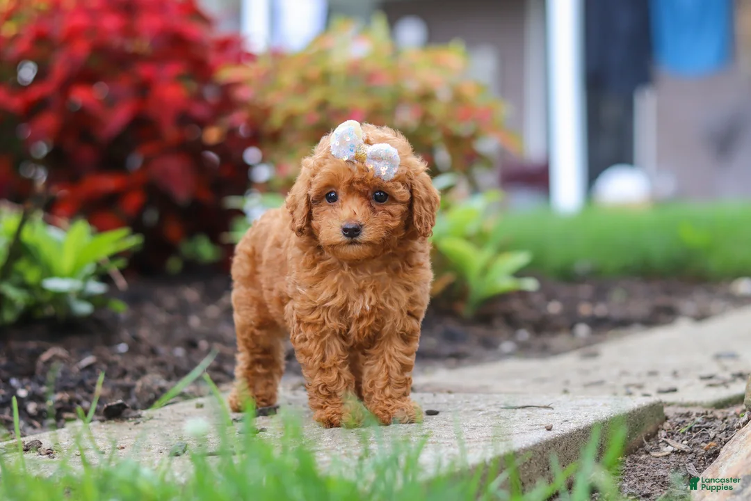 Miniature Poodle dogs for sale: Pippa - Ad 2