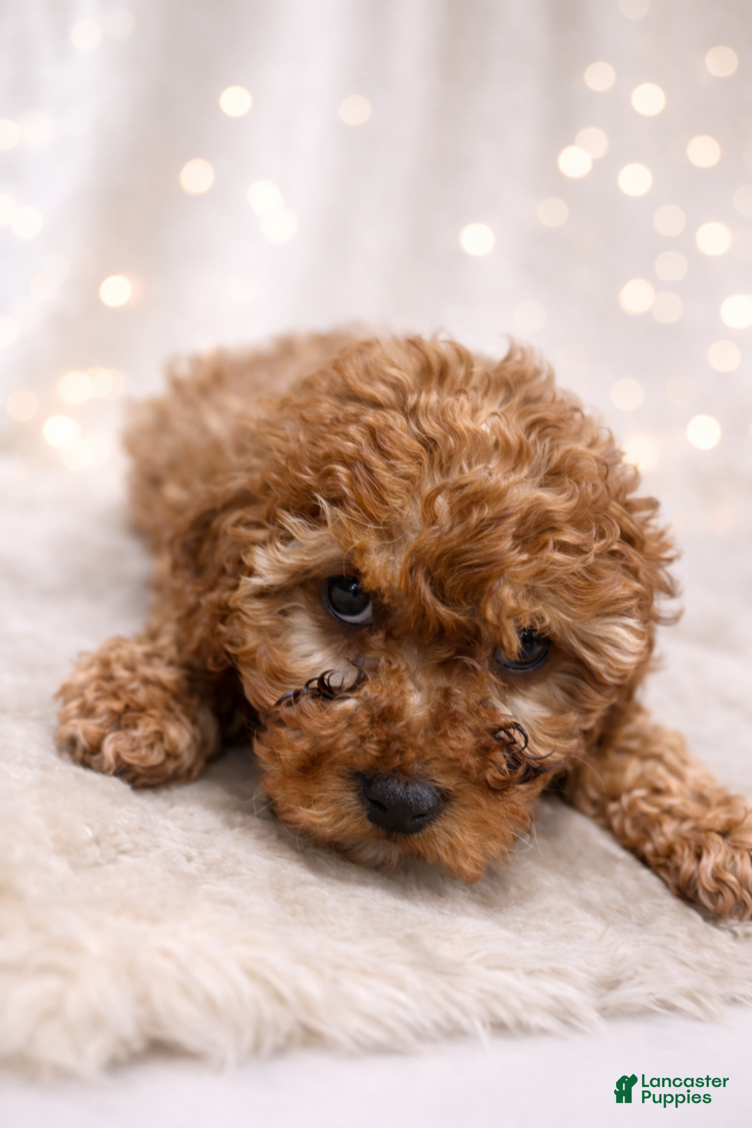 Miniature Labradoodle dogs for sale: Gumdrop - Ad 1