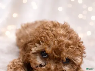 Miniature Labradoodle dogs Gumdrop - Ad 14