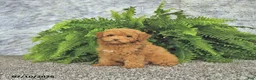 Toy Poodle dogs for sale: Mason Extra Small - Ad 2