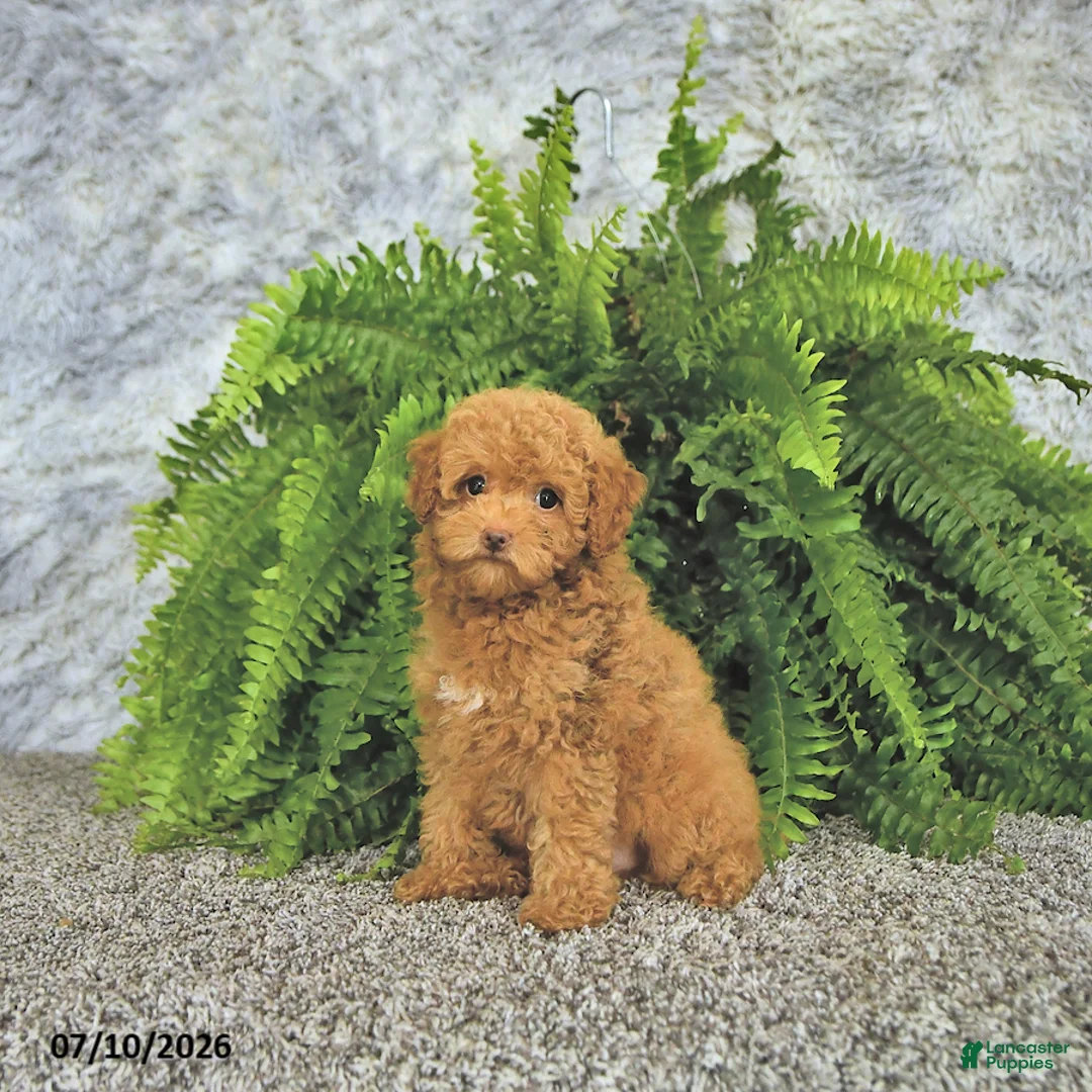 Toy Poodle dogs for sale: Mason Extra Small - Ad 2