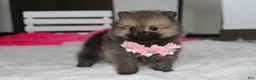 Pomeranian dogs for sale: Zoey - Ad 12