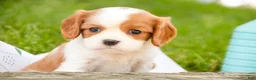 Cavalier King Charles Spaniel dogs for sale: Evie - Ad 4