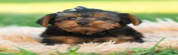 Yorkshire Terrier dogs for sale: Rowan - Ad 3