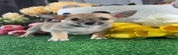 Chihuahua dogs for sale: Finley  - Ad 7