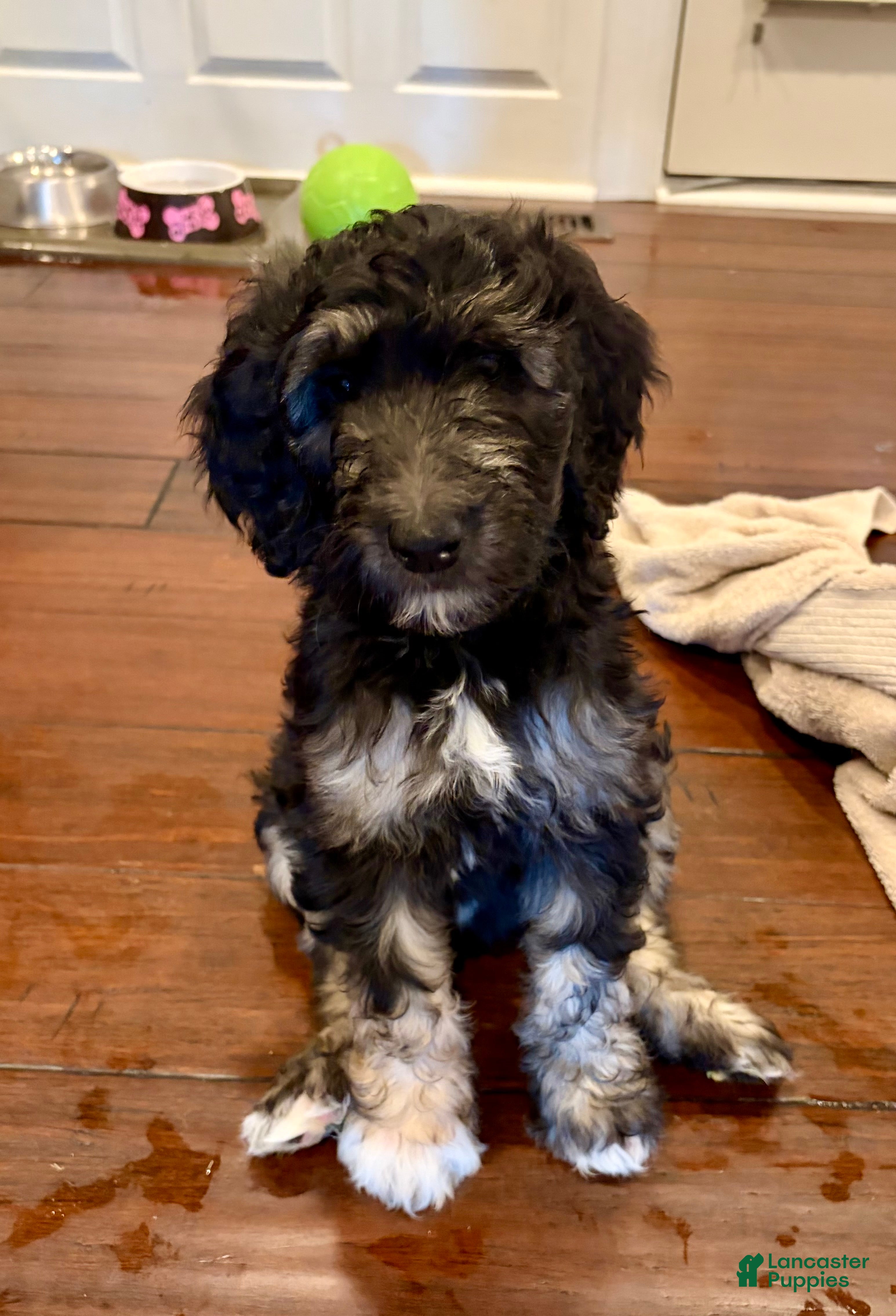Double Doodle dogs for sale: Georgie - Ad 1