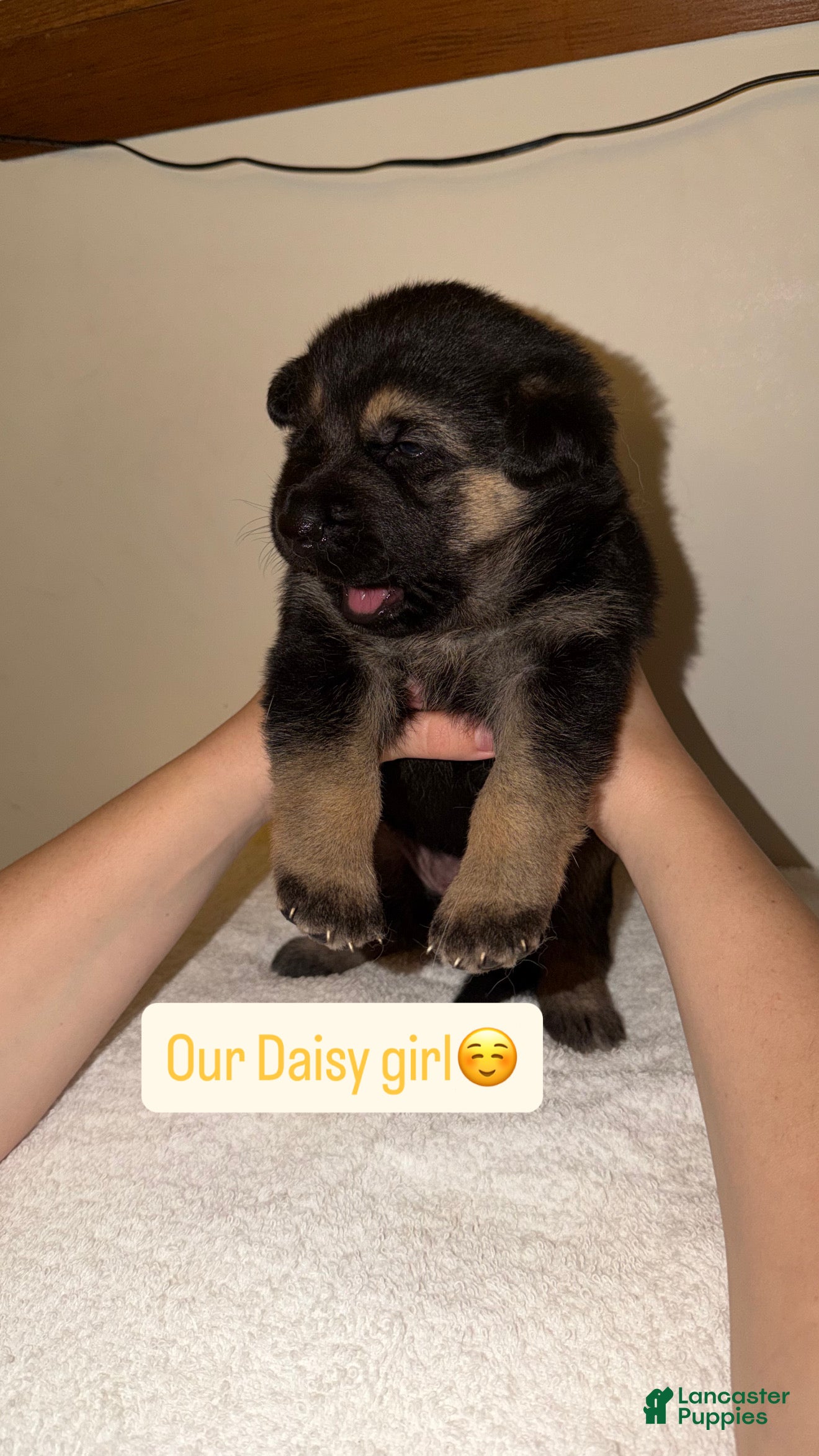 German Shepherd dogs Daisy - Ad 8