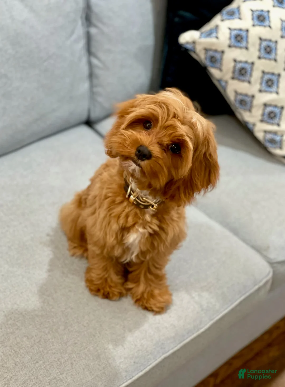 Gallery Image {{count}}