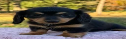 Miniature Dachshund dogs for sale: Emmy - Ad 11