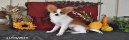 Papillon dogs for sale: Shadow - Ad 3