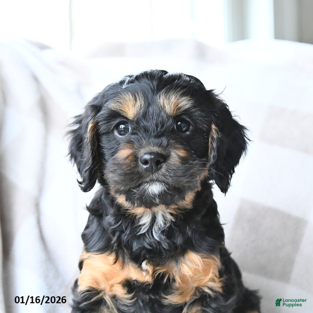 Cavapoo dogs for sale: Kyla - Ad 2