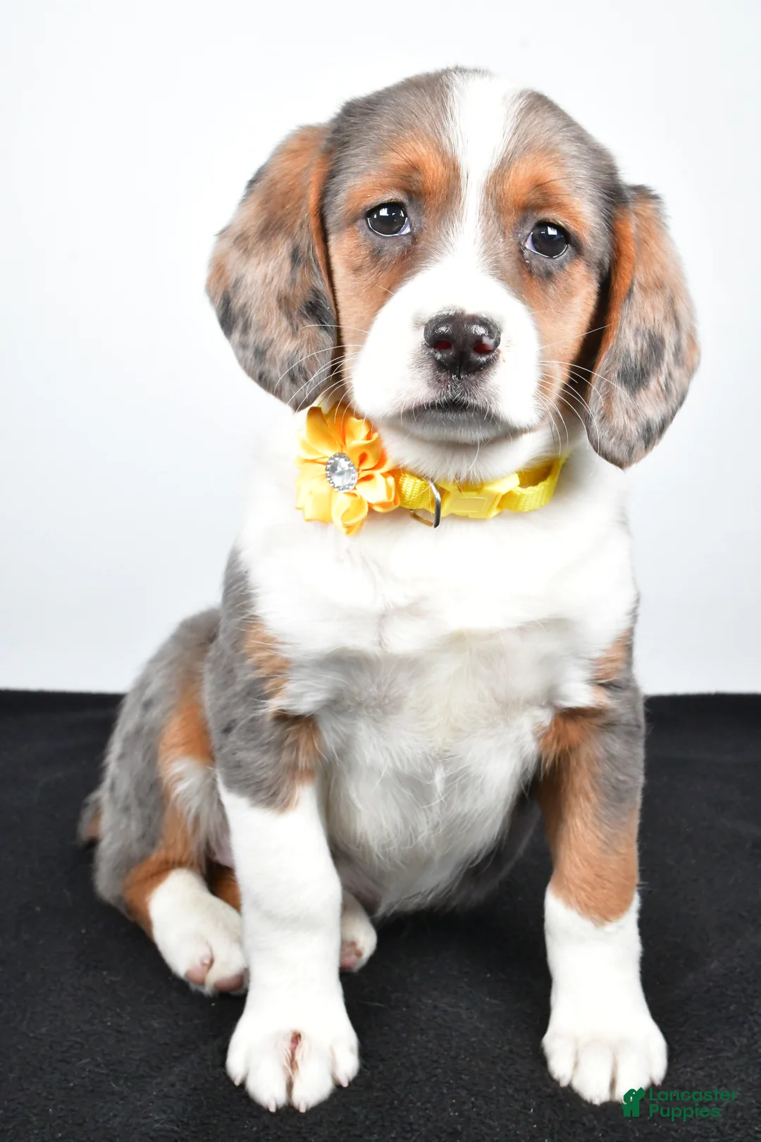 Mixed Breed dogs for sale: Tula - Ad 7