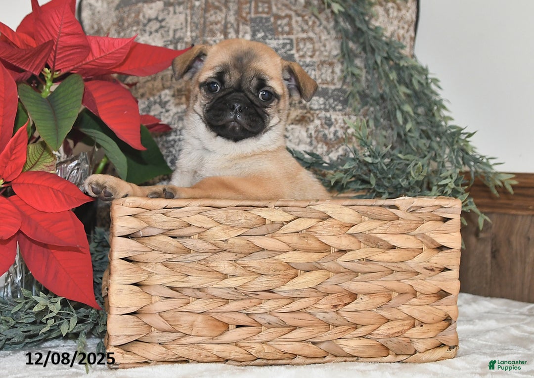 Mixed Breed dogs for sale: Cutie - Ad 3