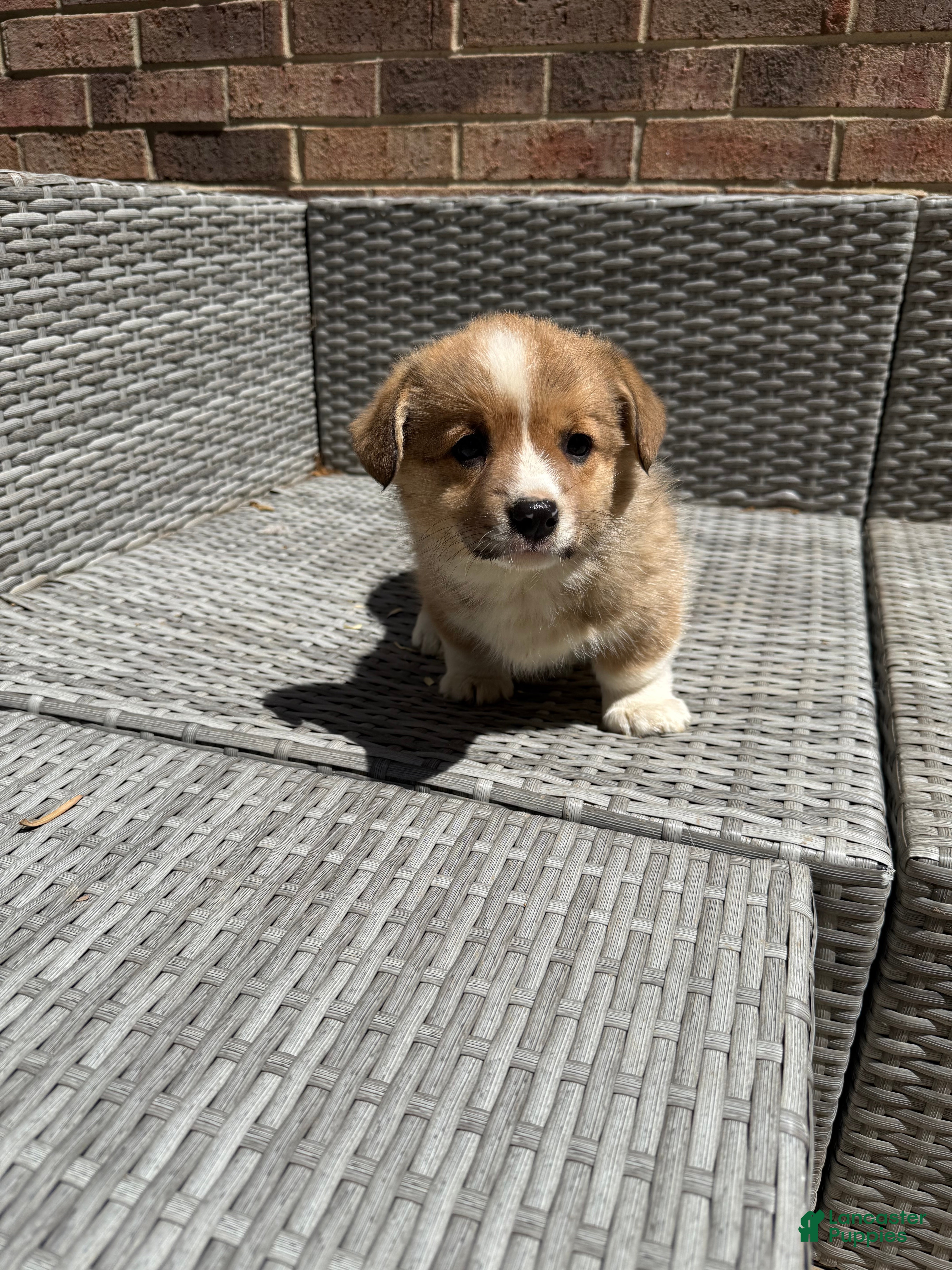 Welsh Corgi Pembroke dogs Welsh Corgi Pembroke Puppy 3 - Ad 17