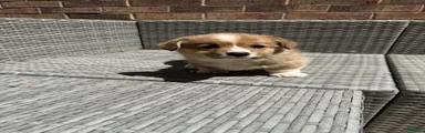 Welsh Corgi Pembroke Puppy 3