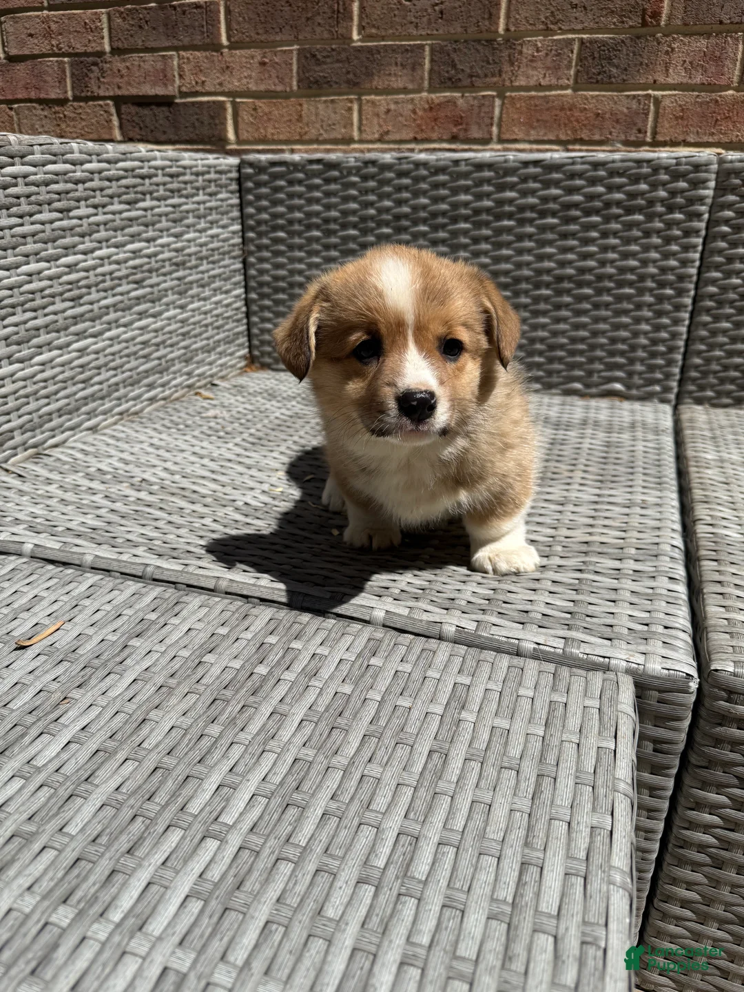 Welsh Corgi Pembroke dogs for sale: Welsh Corgi Pembroke Puppy 3 - Ad 1