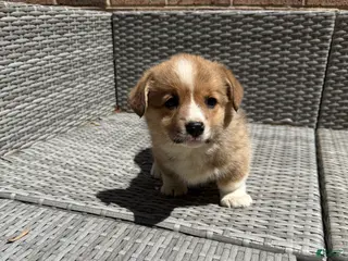 Welsh Corgi Pembroke dogs Welsh Corgi Pembroke Puppy 3 - Ad 17