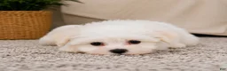 Maltese dogs for sale: Rocky - Ad 5