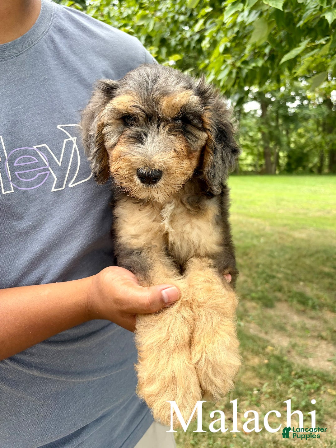Mixed Breed dogs Malachi  - Ad 1