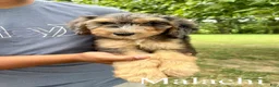 Mixed Breed dogs for sale: Malachi  - Ad 1