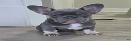 French Bulldog dogs for sale: Chanel - Ad 5