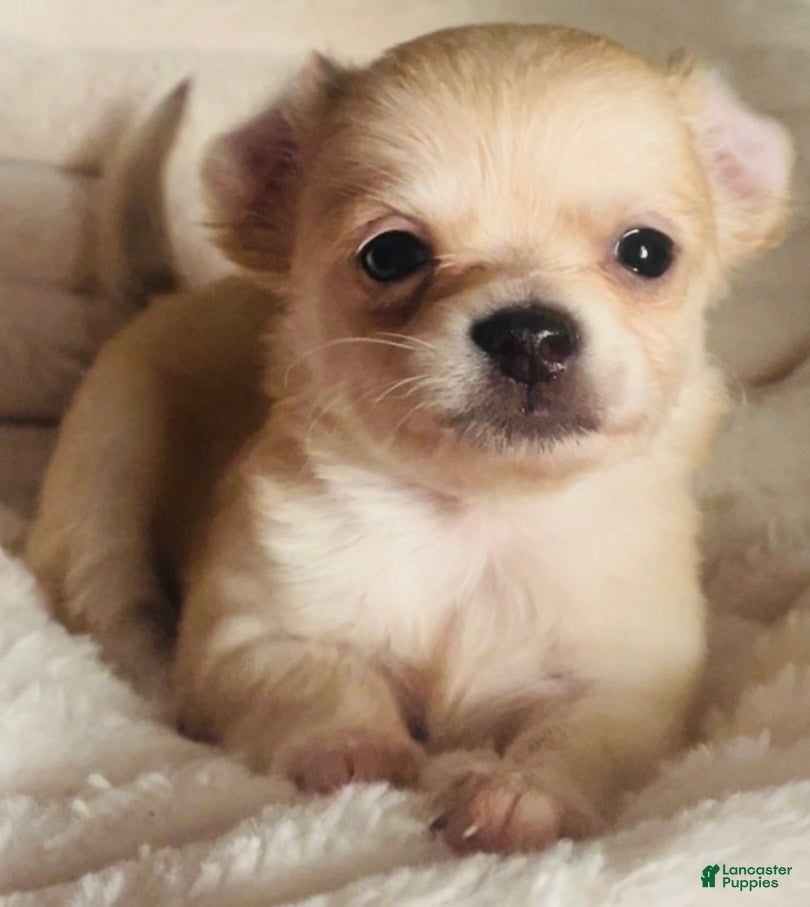 Pets4homes Pure Chihuahua Puppies Pure White Full Grown White