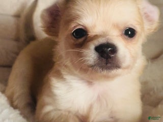 Chihuahua dogs - Ad 6