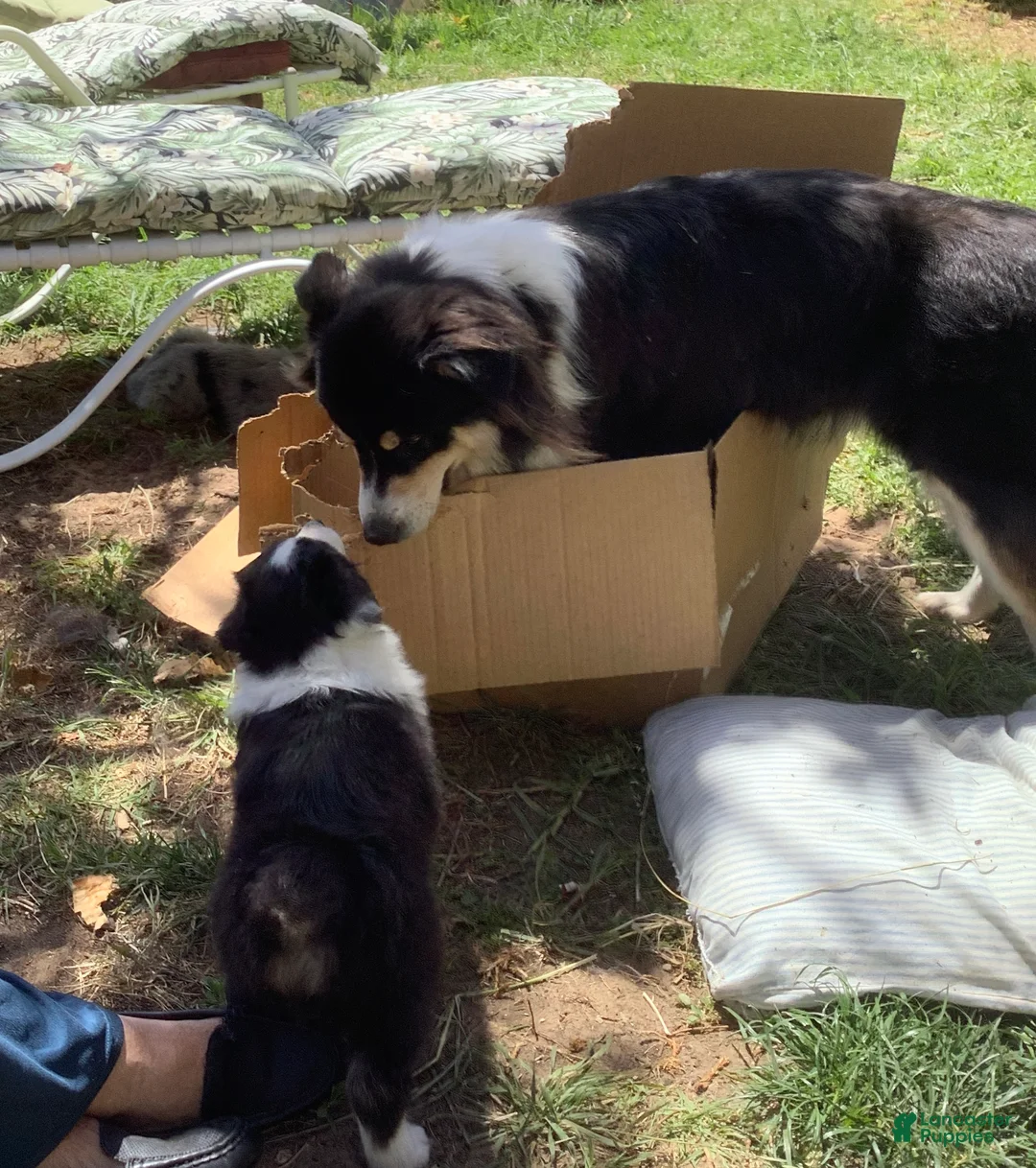 Australian Shepherd dogs for sale: Australian Shepherd Puppy 7 - Ad 1