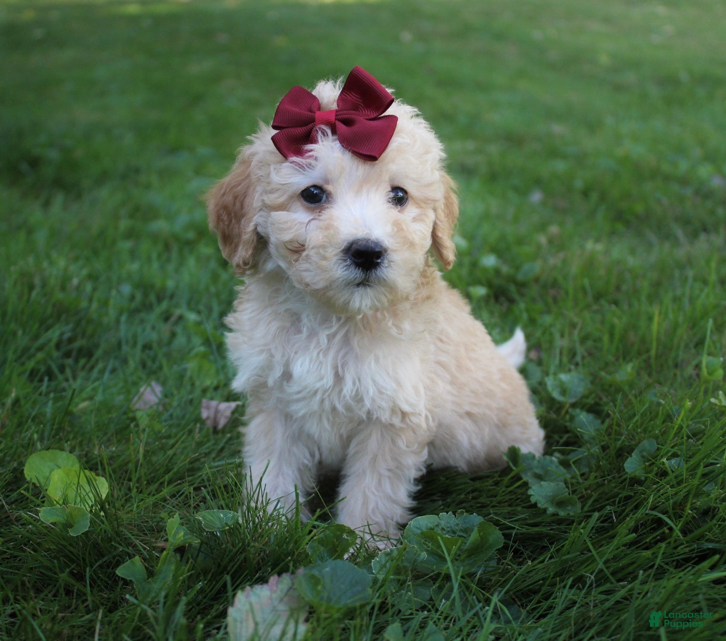 Mini Goldendoodle dogs Darla 🎀 - Ad 1