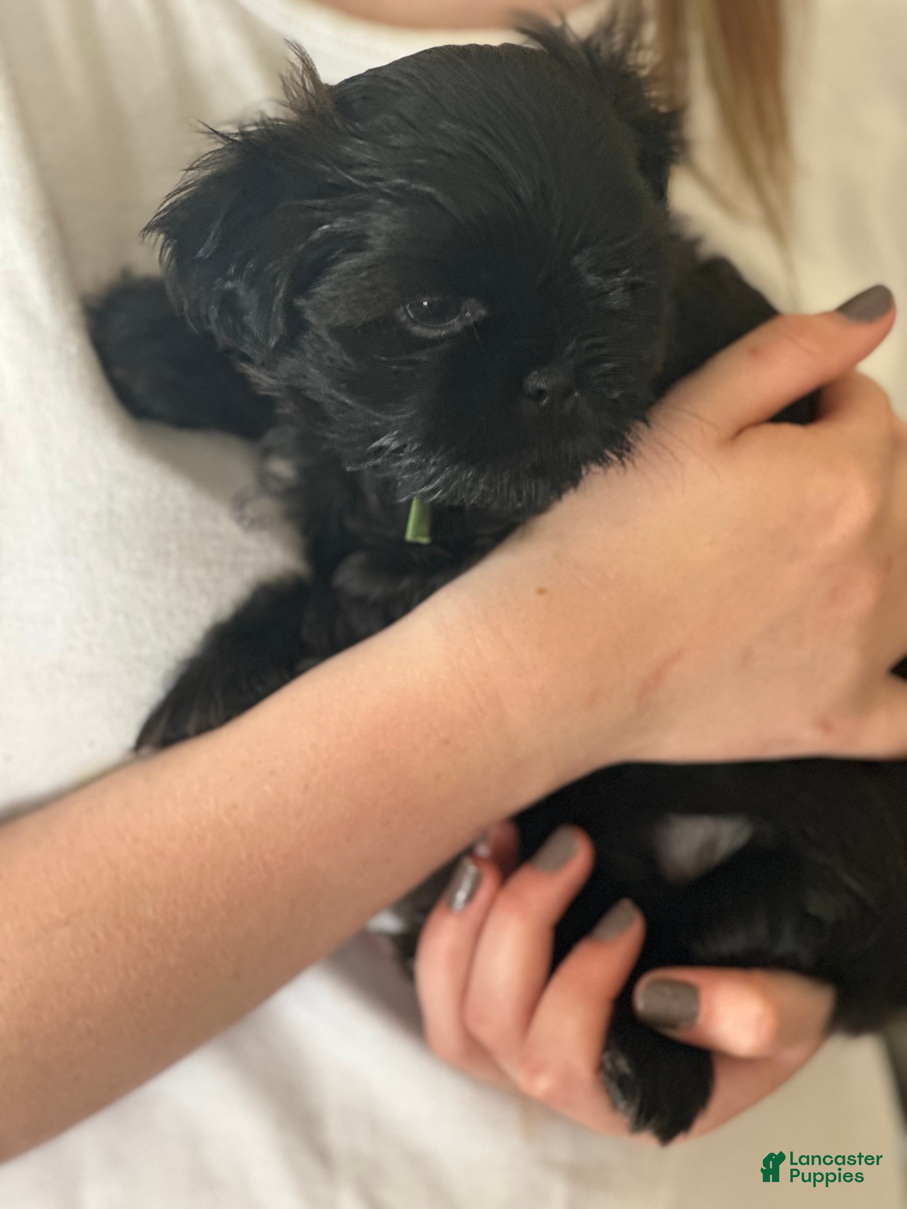 Shih Tzu dogs for sale: Ziggy - Ad 10