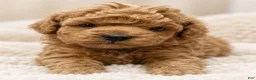 Miniature Poodle dogs for sale: Miniature Poodle 1 - Ad 1