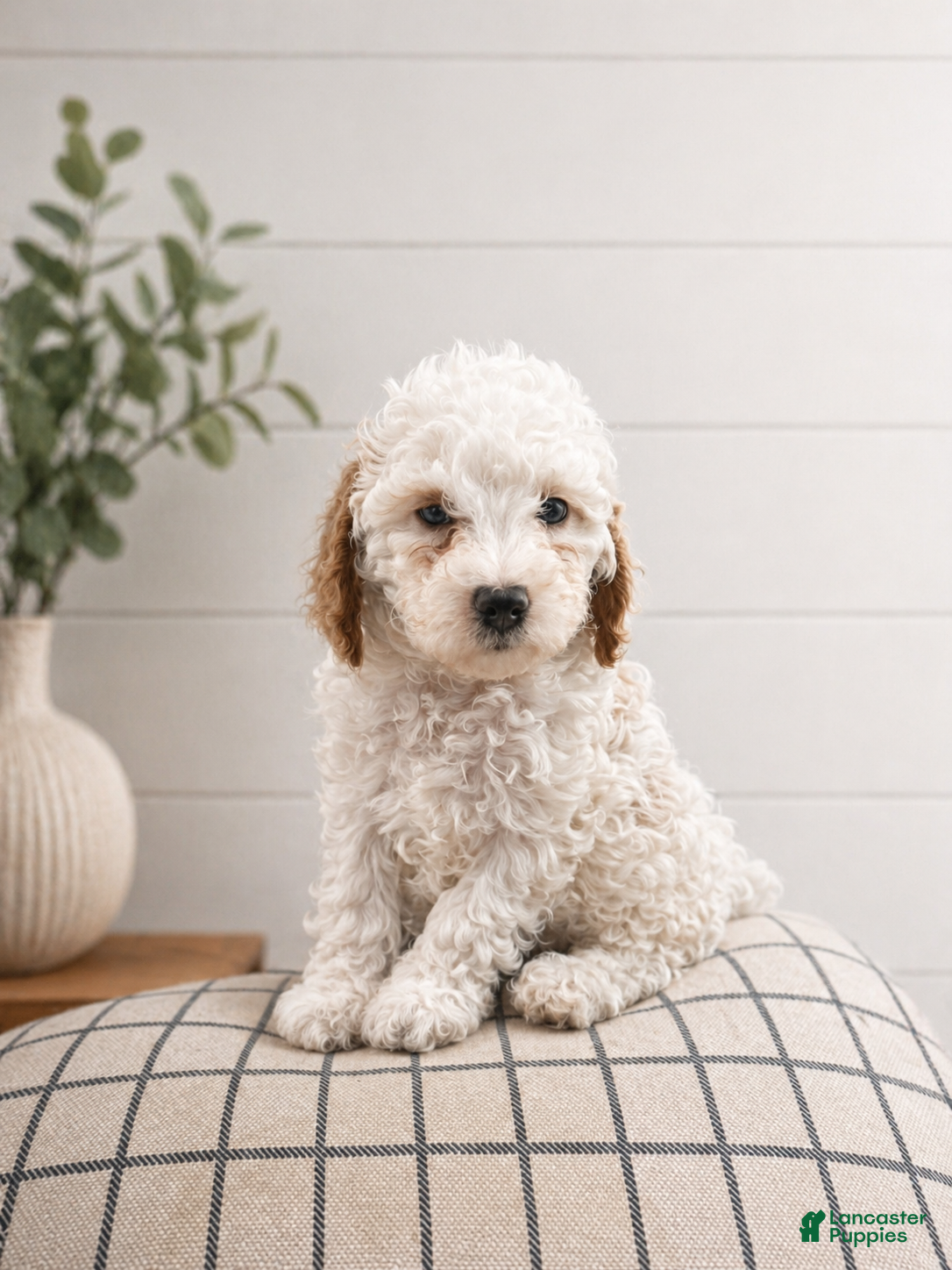 Cavapoo dogs Scout - Ad 32