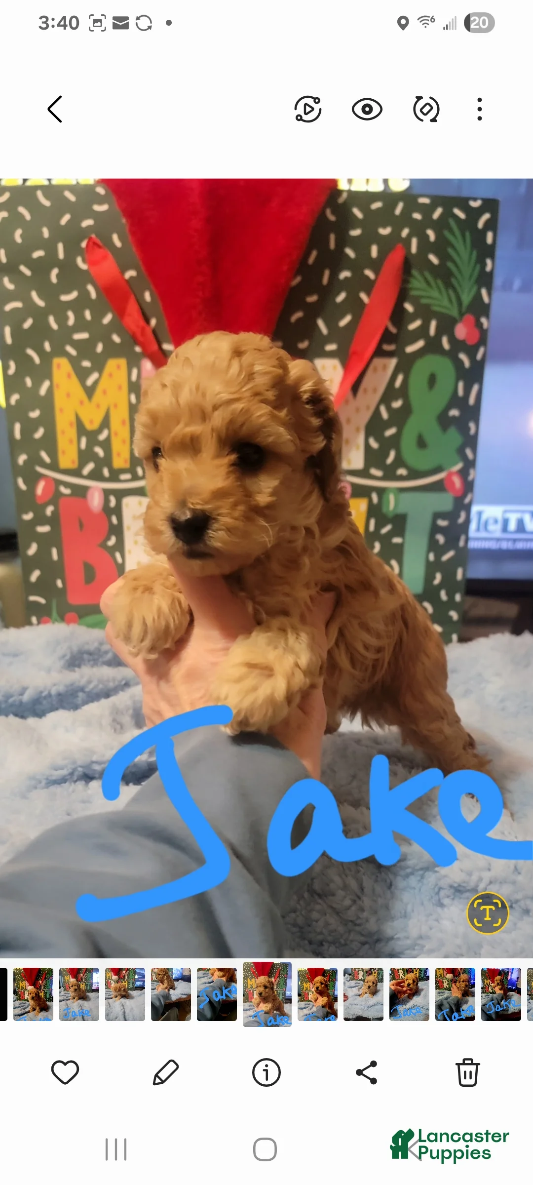 Toy Poodle dogs for sale: Jake - Ad 9