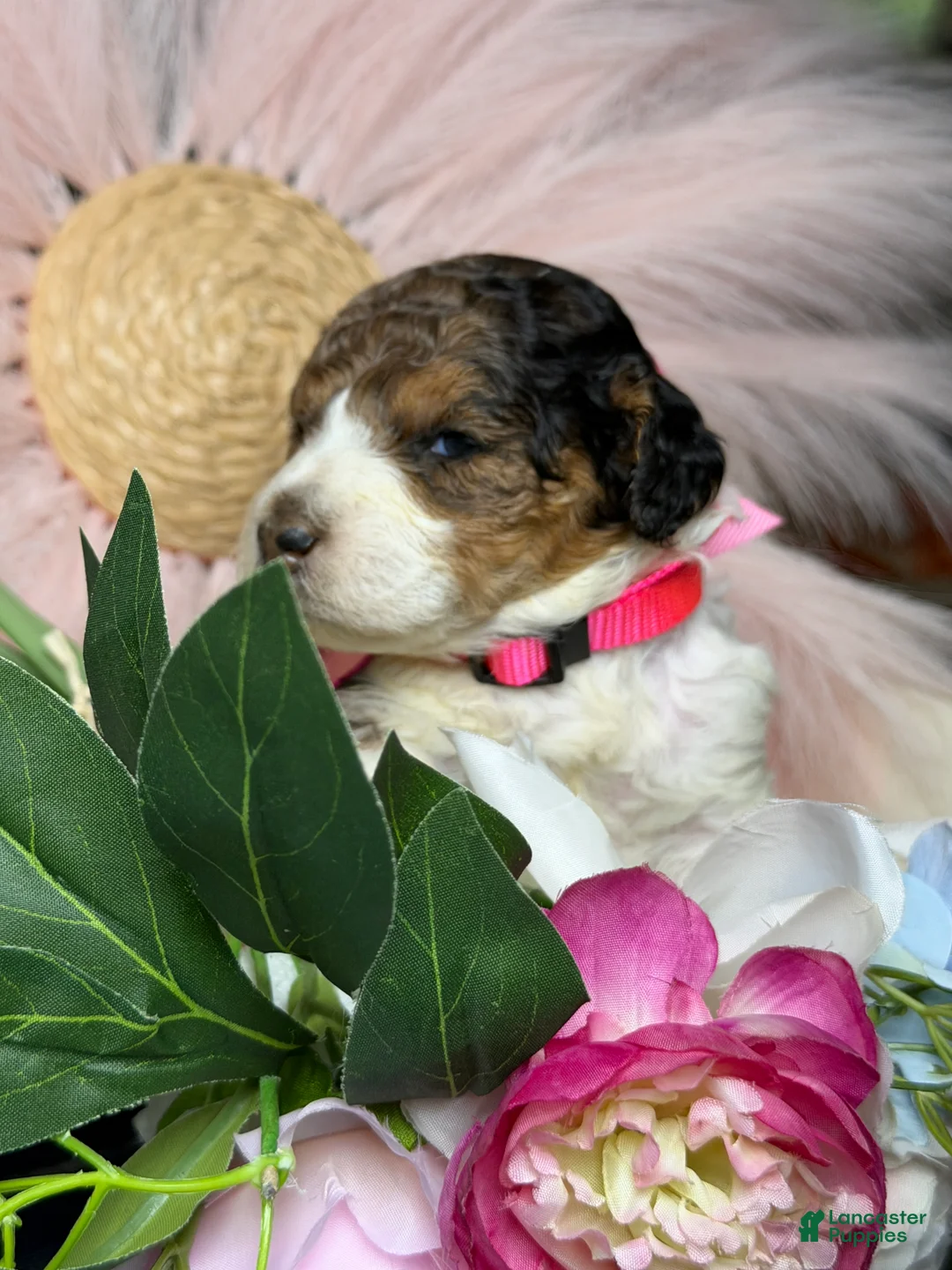 Mixed Breed dogs for sale: Sienna - Ad 2