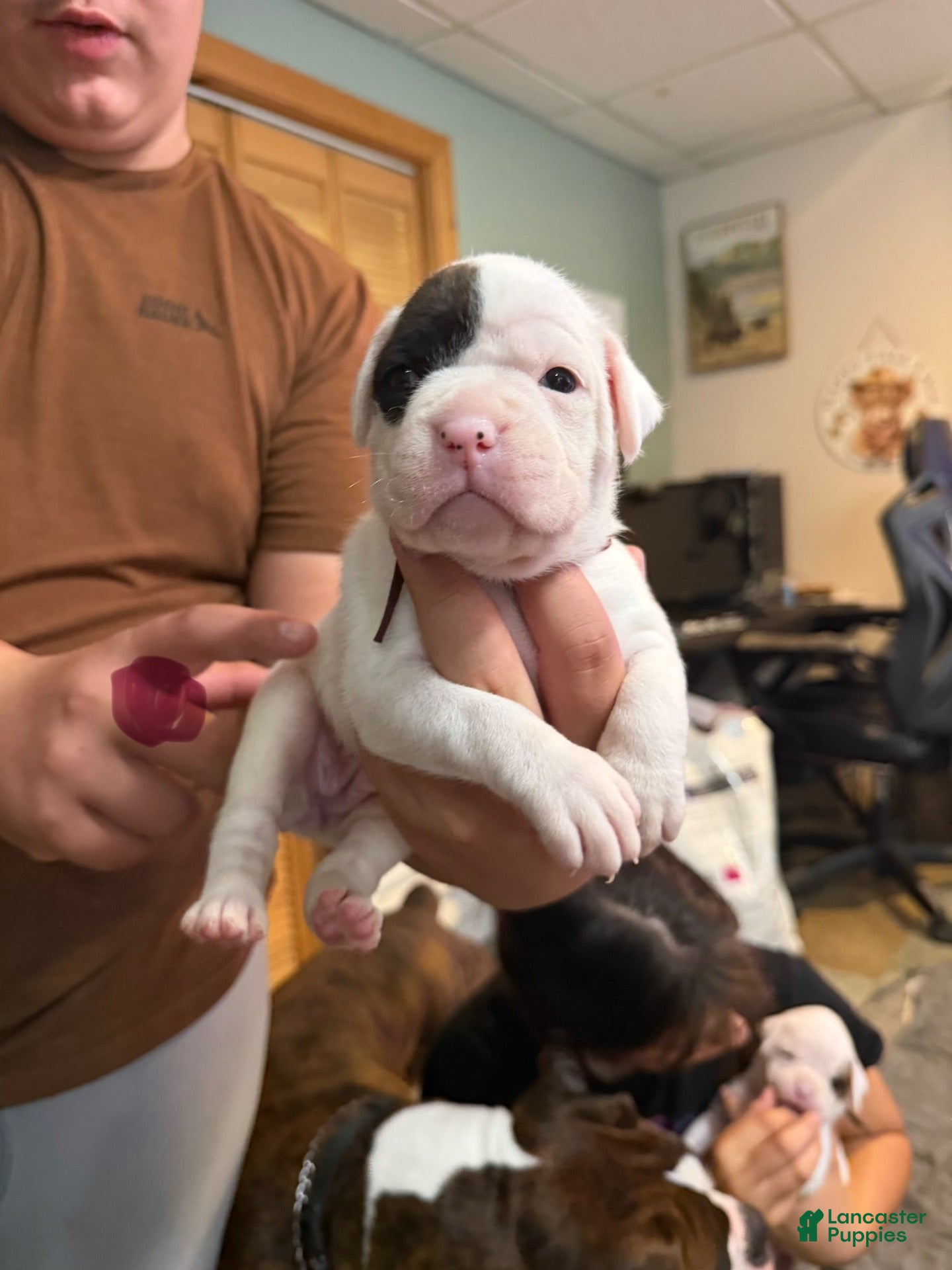 Boxer