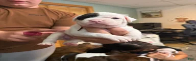 Boxer 3