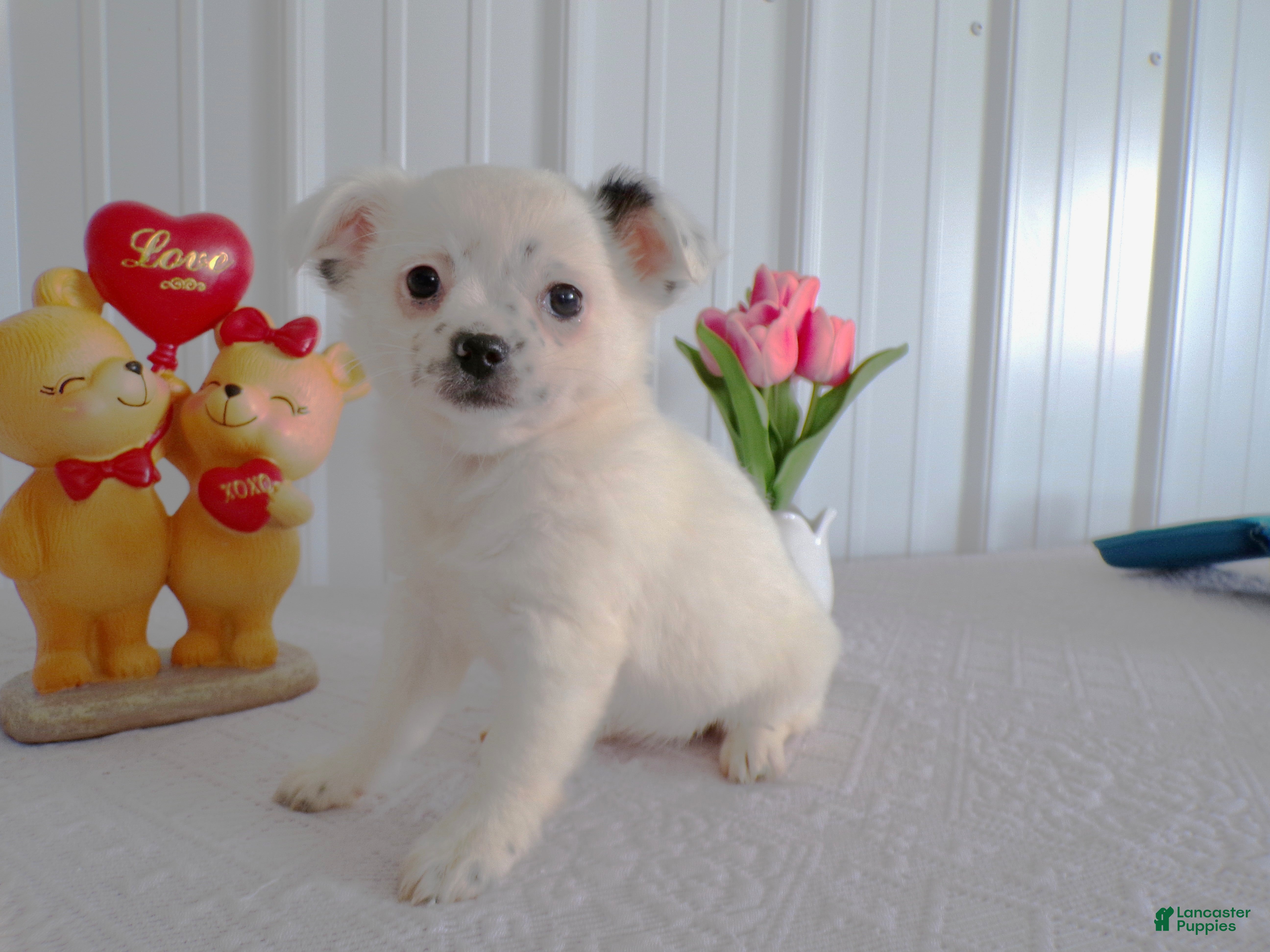 Chihuahua dogs Chihuahua Puppy 1 Marcy - Ad 31