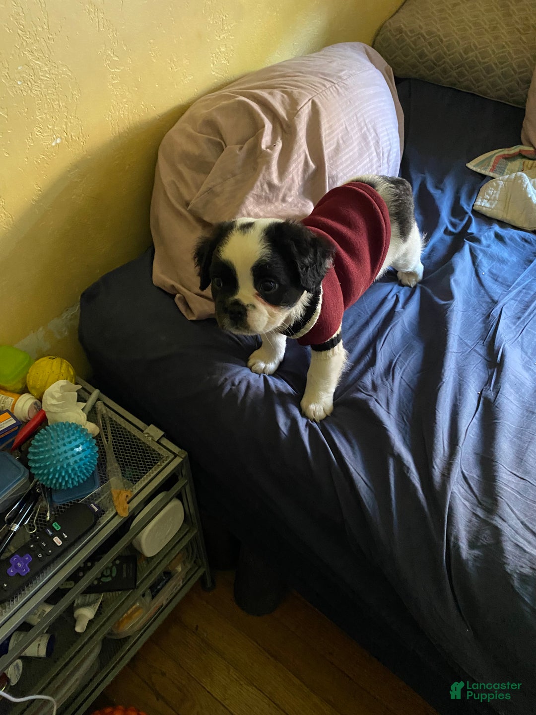 French Bulldog dogs for sale: Sage  - Ad 11