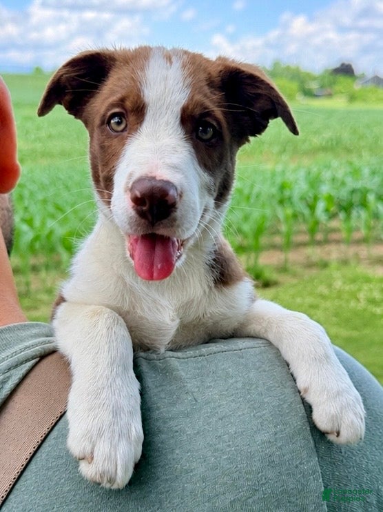 Border Collie dogs Olivia - Ad 1