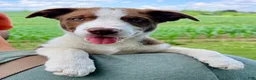 Border Collie dogs for sale: Olivia - Ad 2